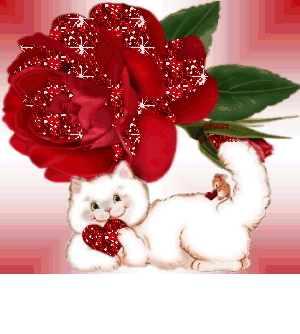 quelle beau chat